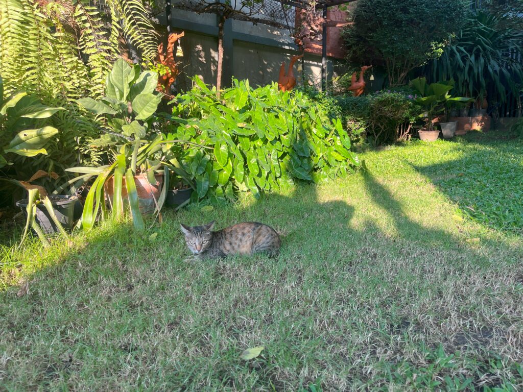 スコータイガーデン　猫