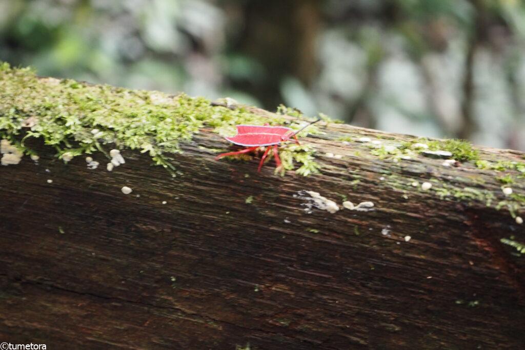 ムル国立公園内で出会った虫