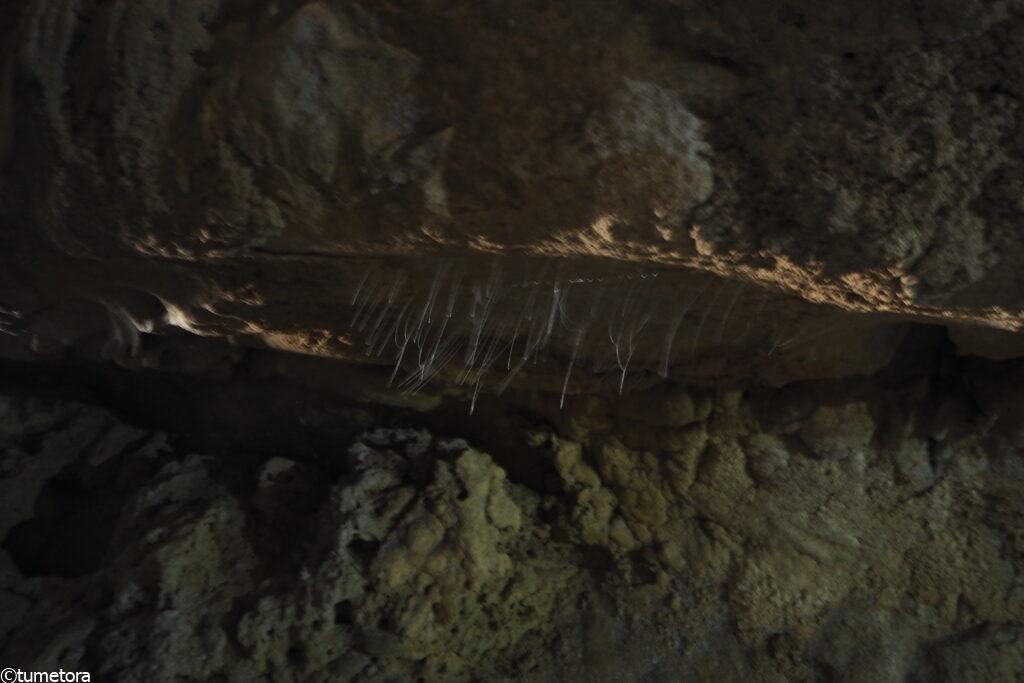 糸状の幼虫の光る巣