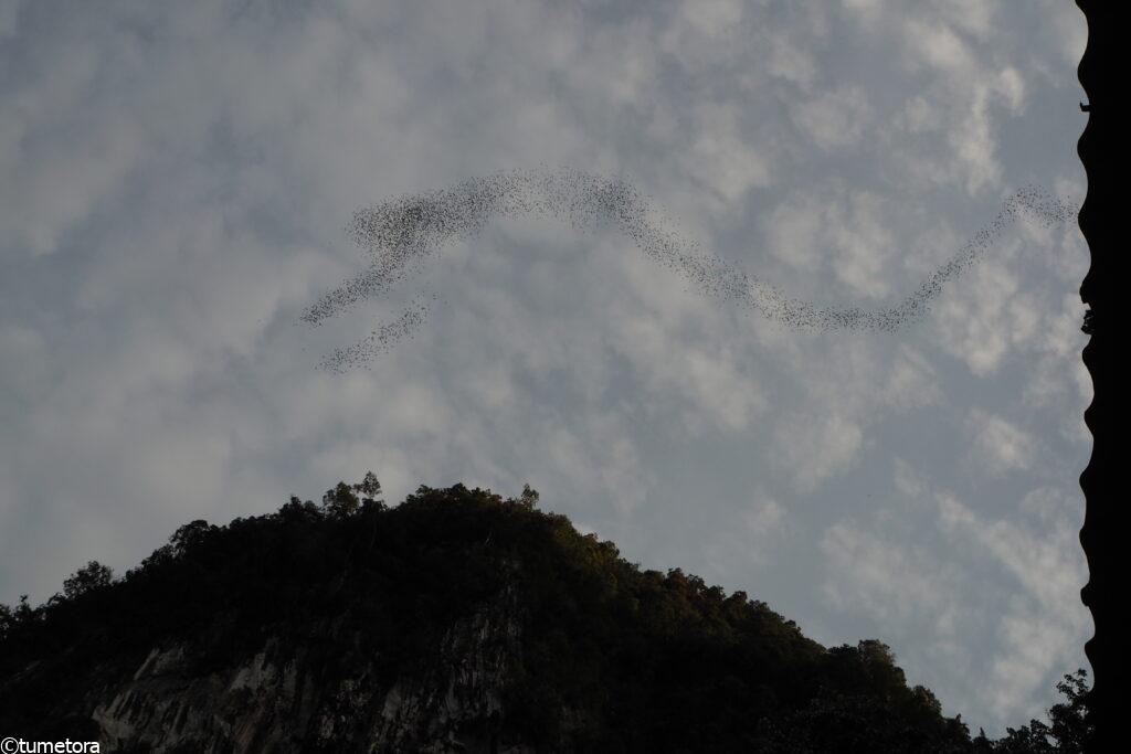 コウモリの脱出