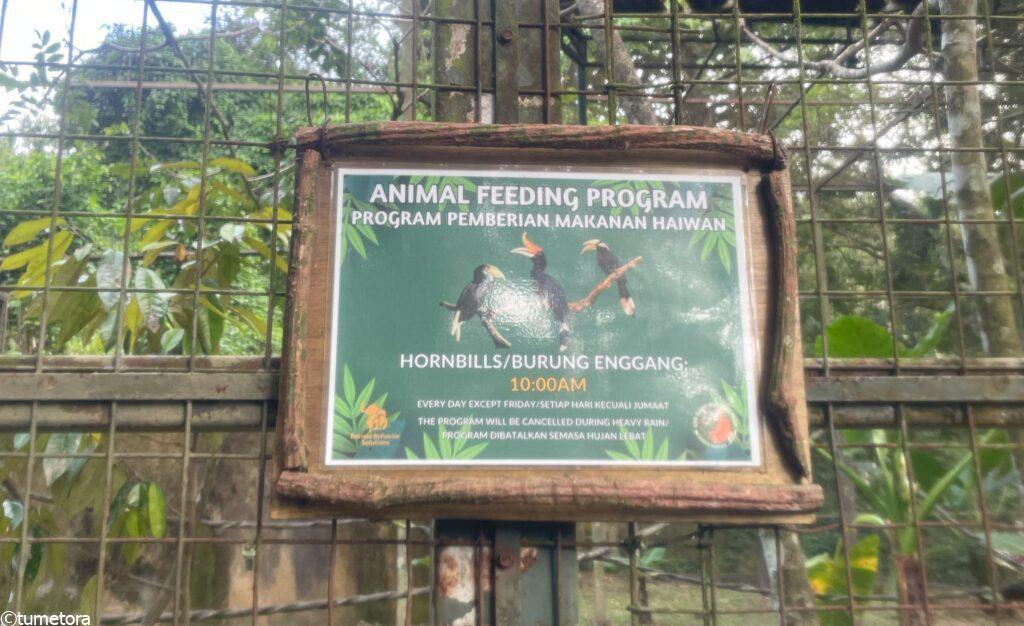 サイチョウ餌やり時間