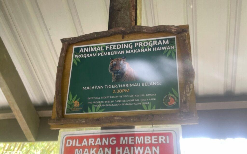 マレーシアタイガーの餌やりの時間