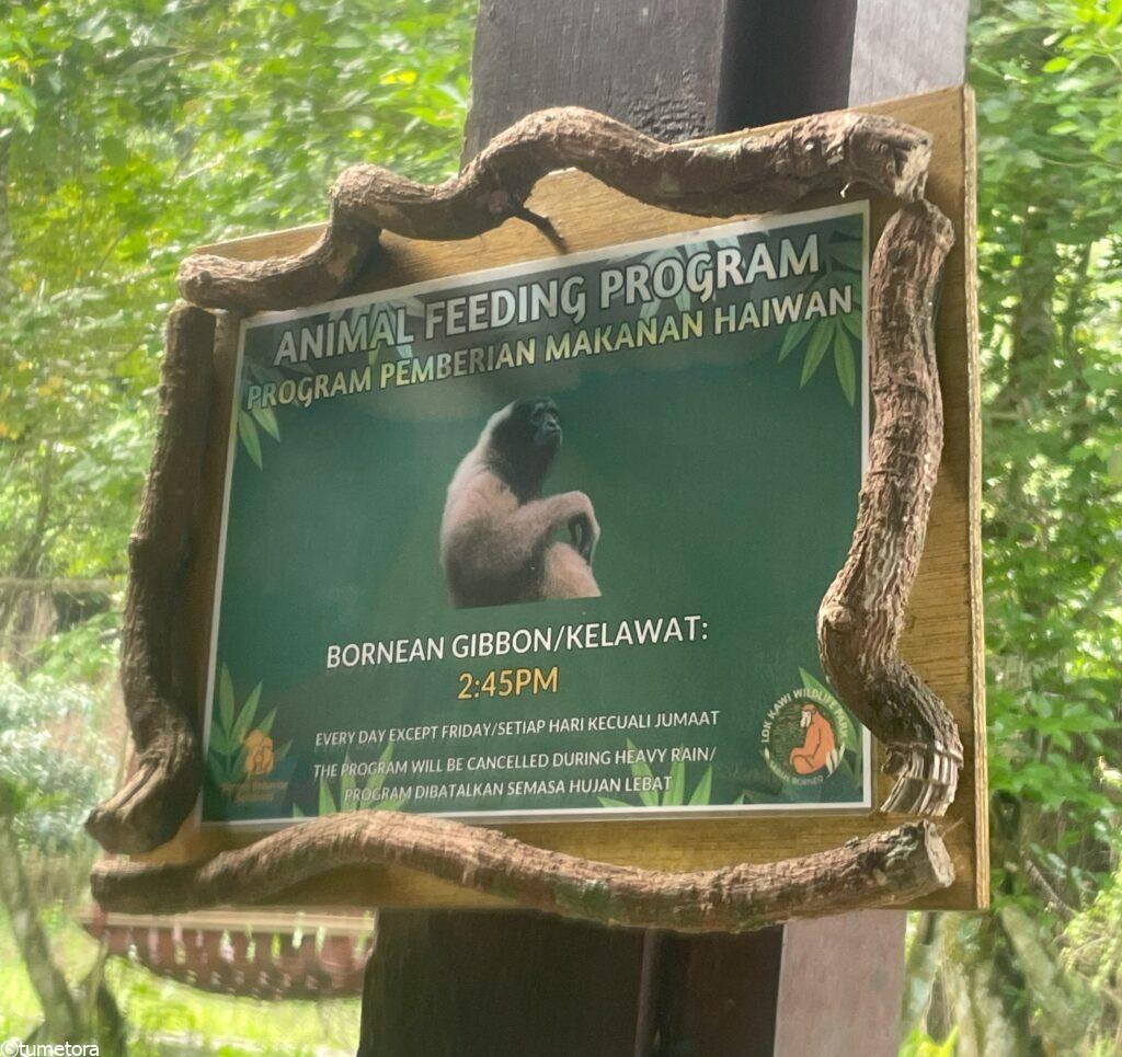 ミュラーテナガザルの餌やりの時間