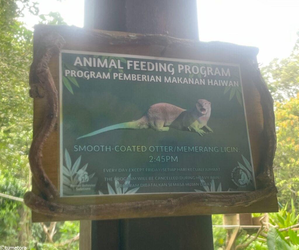 カワウソの餌やりの時間