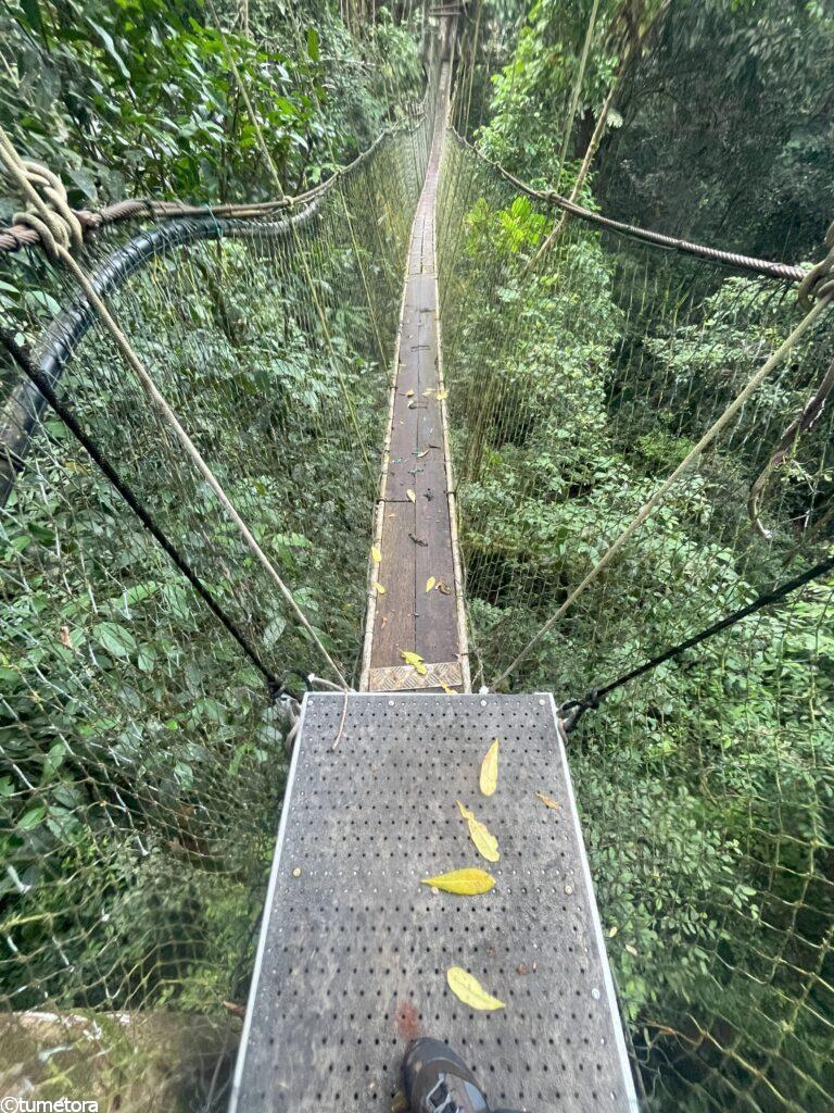 キャノピーウォーク