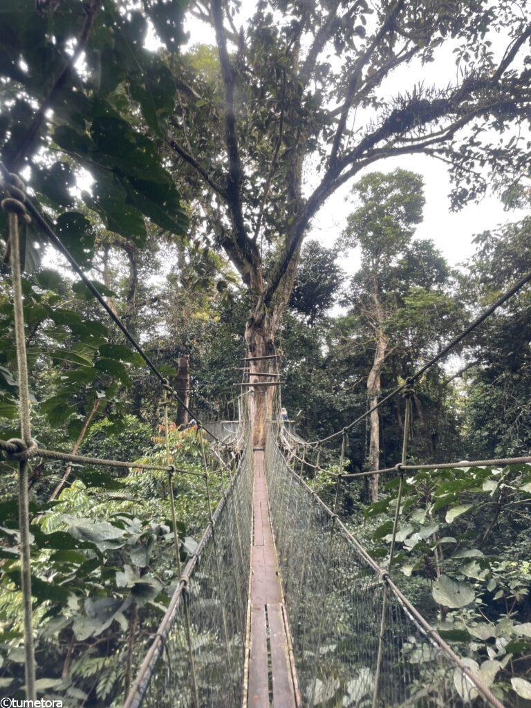 キャノピーウォークのつり橋