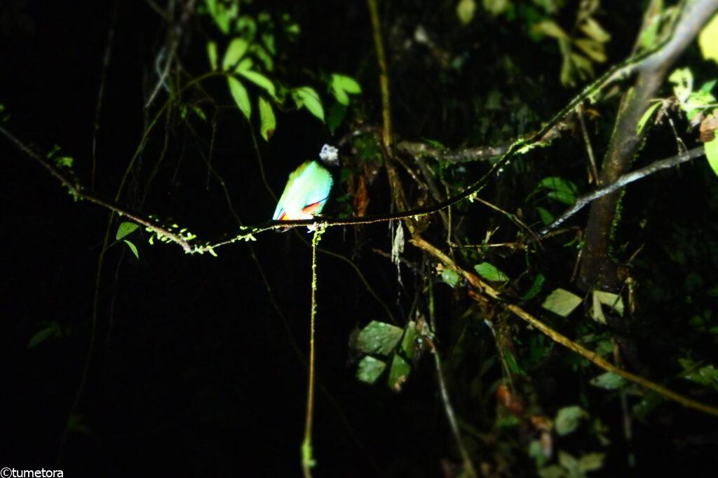 ナイトウォーク