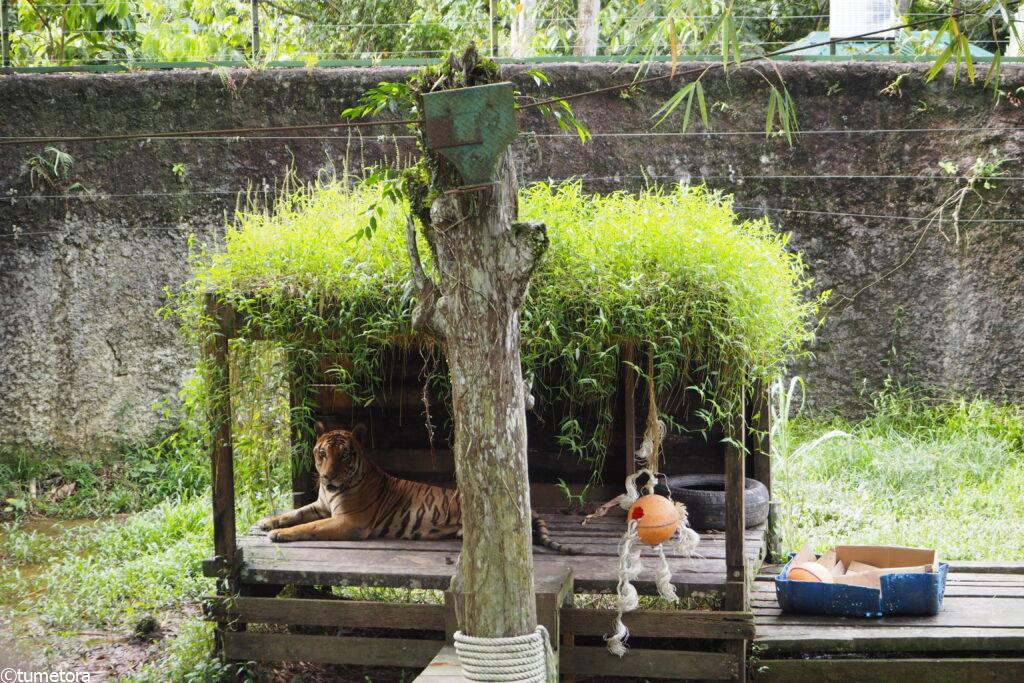 マレーシアタイガー