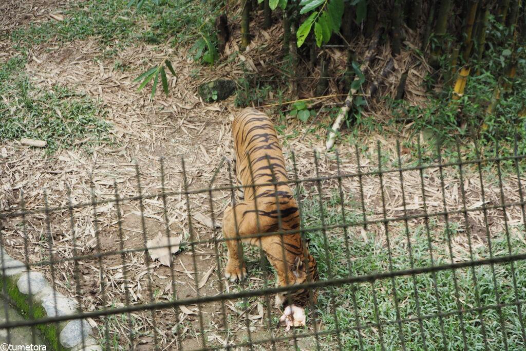 虎の餌やりの様子