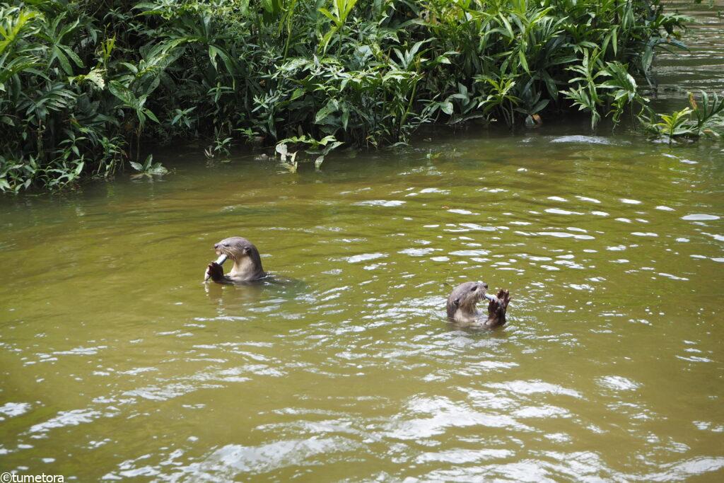 カワウソ餌やりの様子