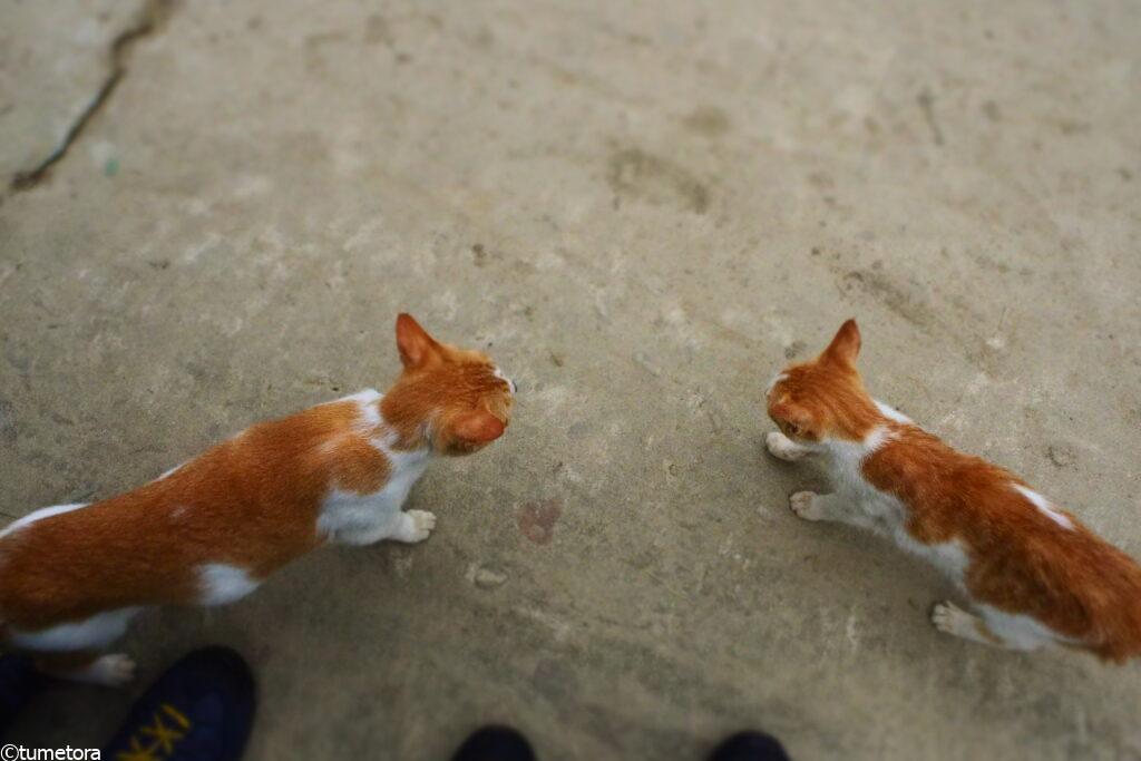 猫