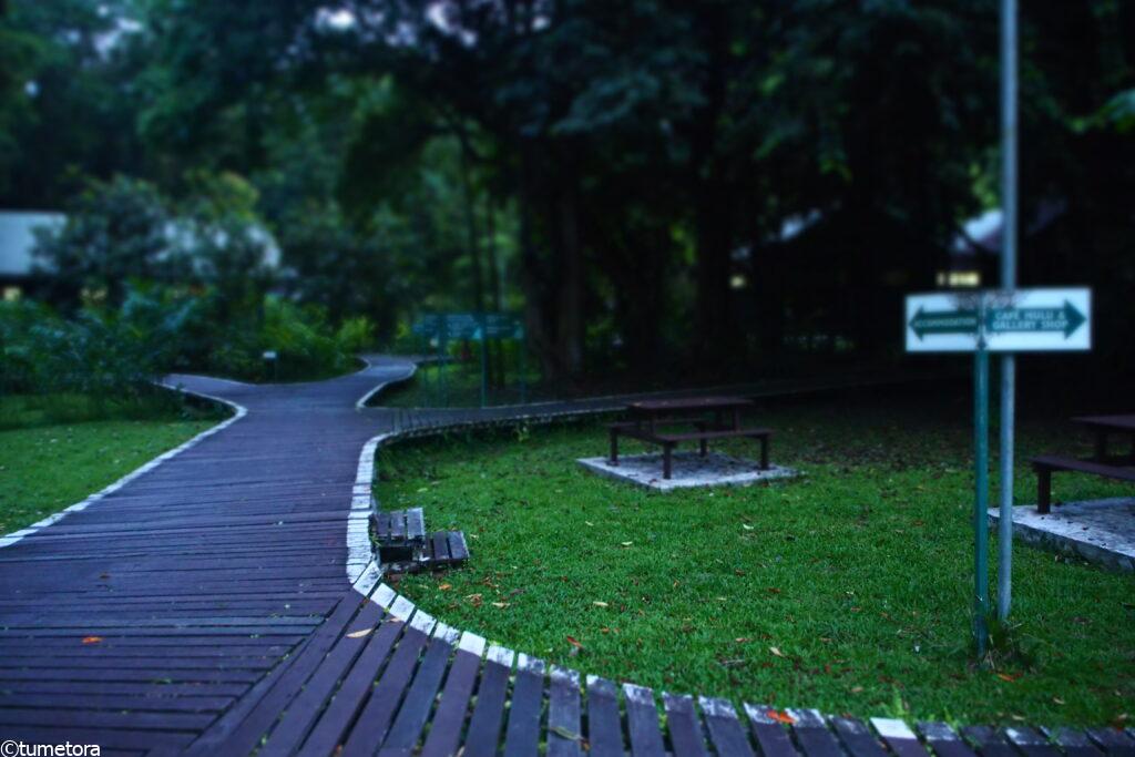 ムル国立公園内