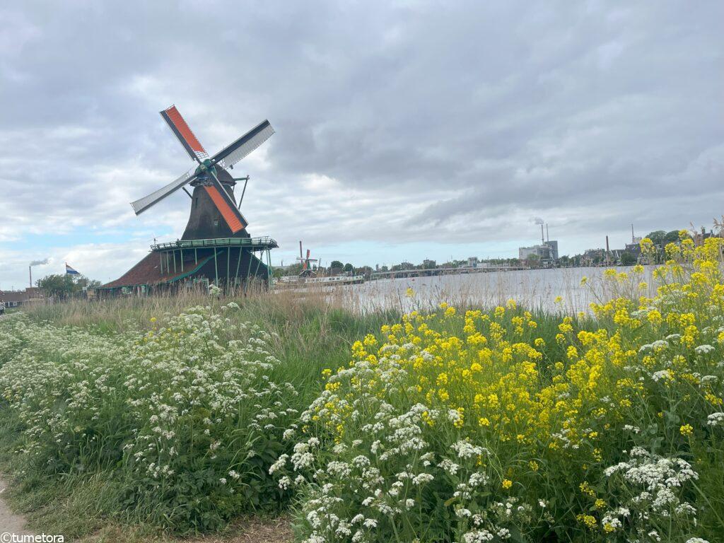 ザーンセスカンスの風雨