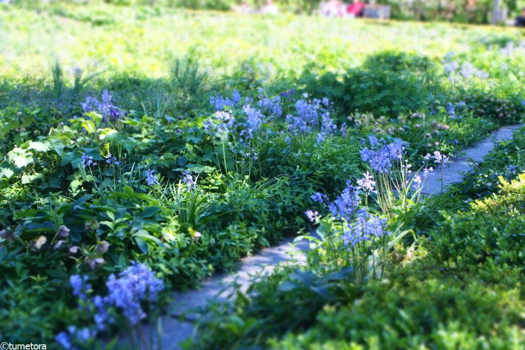 アムステルダム国立美術館の庭園の花