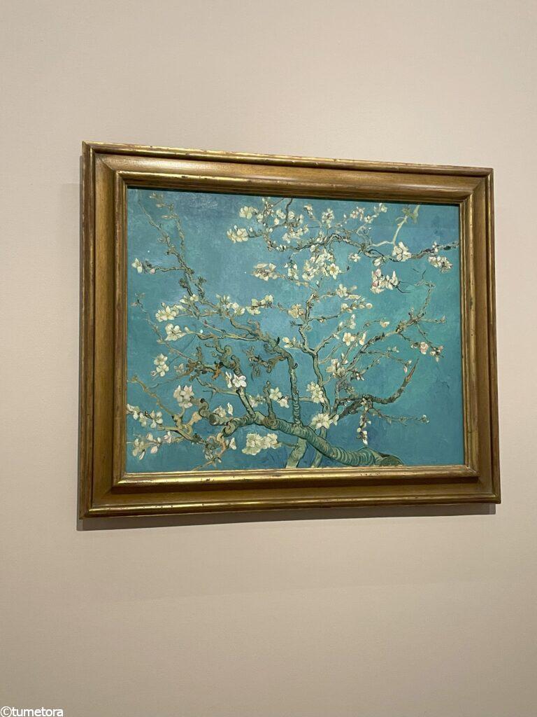 花咲くアーモンドの木