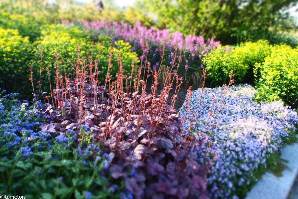 キューケンホフ公園の入り口前の花壇