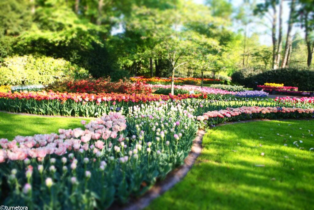 キューケンホフ公園の園内の花壇