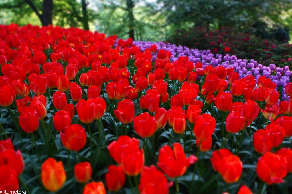 キューケンホフ公園のチューリップ