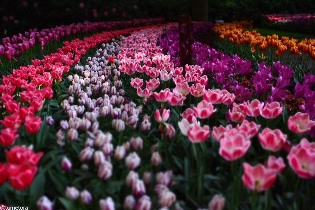 オランダキューケンホフ公園のチューリップ