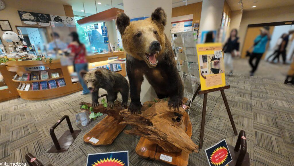 支笏湖ビジターセンターの熊のはく製