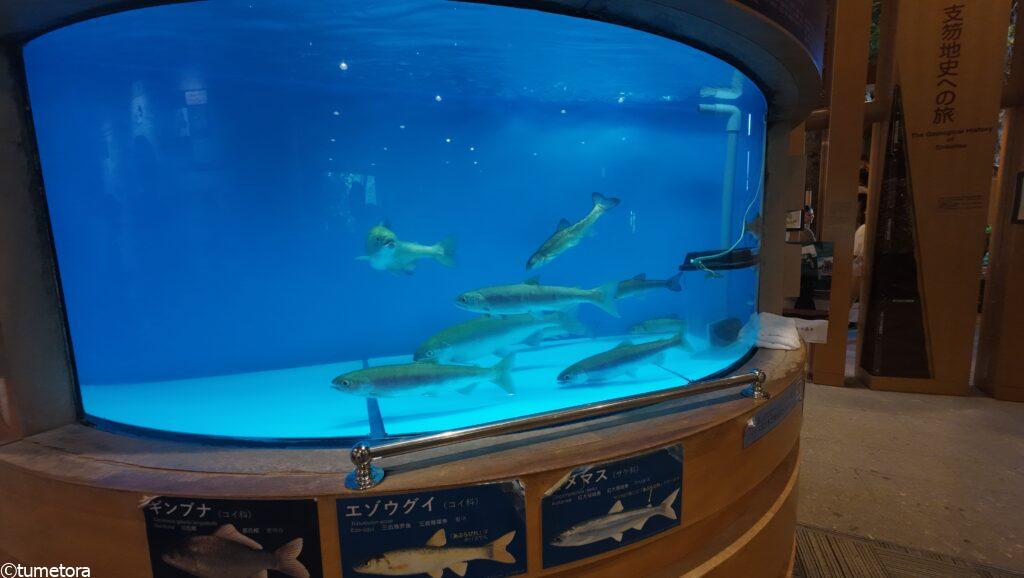 支笏湖ビジターセンターのヒメマス水槽