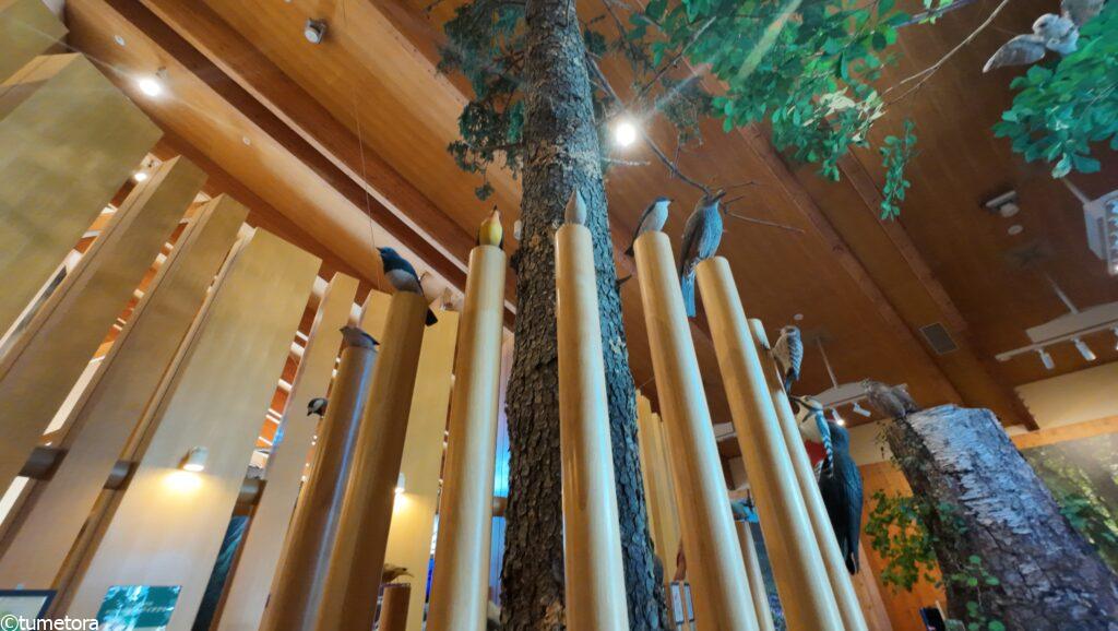 支笏湖ビジターセンターのバードボイス