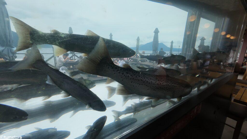 ヒメマス(チップ)の水槽