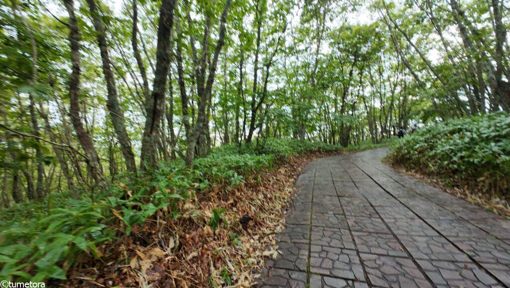 釧路湿原の展望台への道