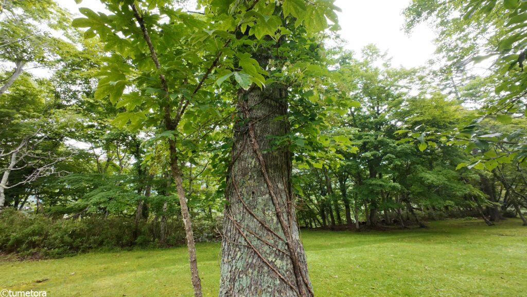 休暇村支笏湖の庭