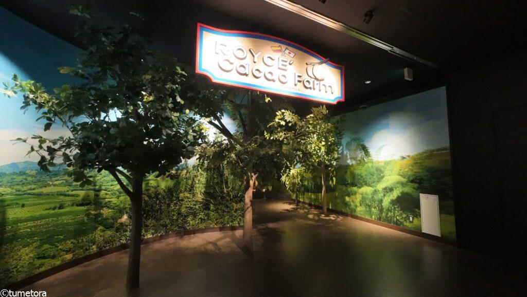 カカオファームゾーン