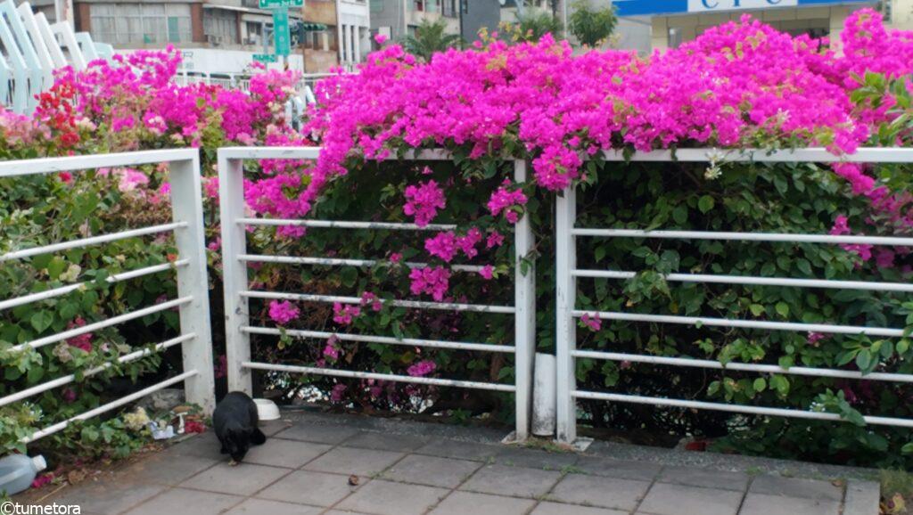 三鳳宮までの道で出会った猫